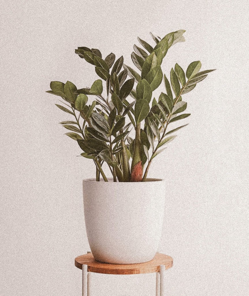 ZZ plant in a pot atop of a stool.