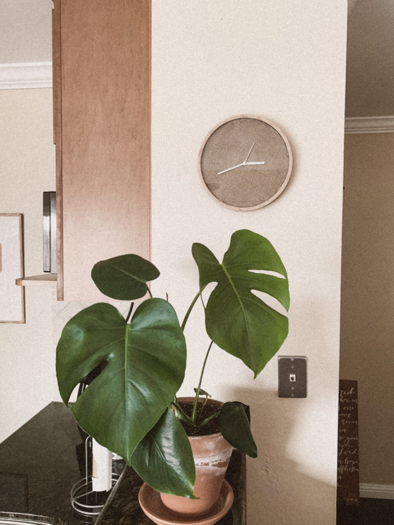 Medium shot with clock on wall and monstera plant in foreground. 