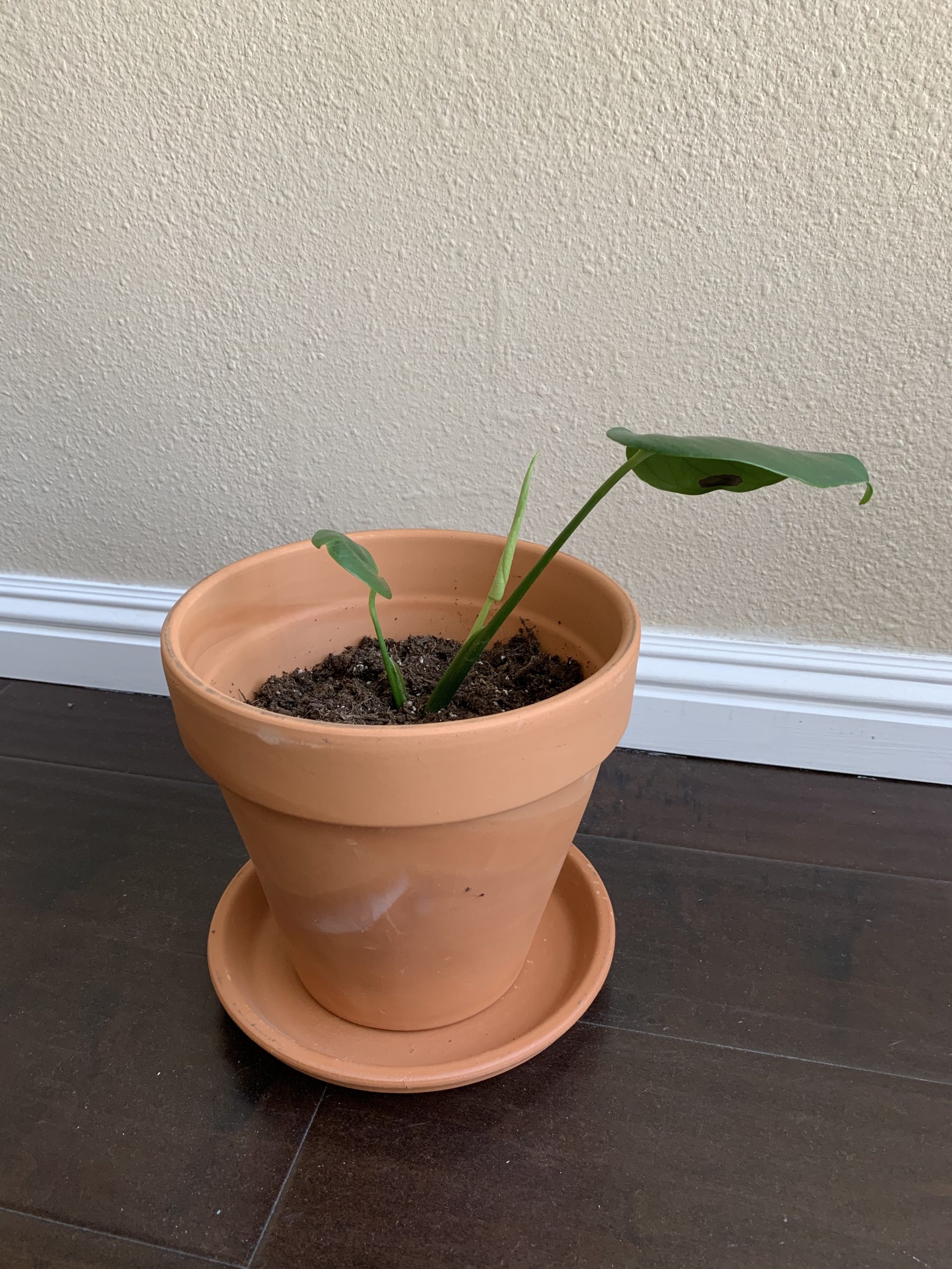 Before photo of monstera deliciosa as a growing young cutting in a terracotta pot. 