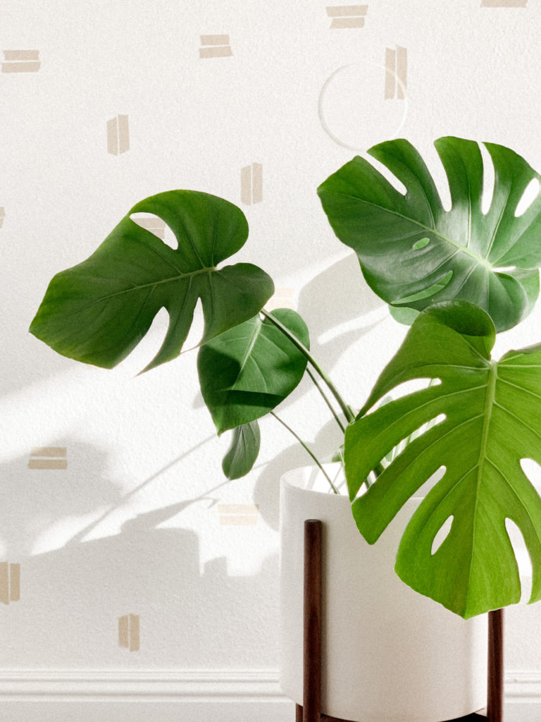 Medium view of monstera plant in mid century modern pot/plant stand. 