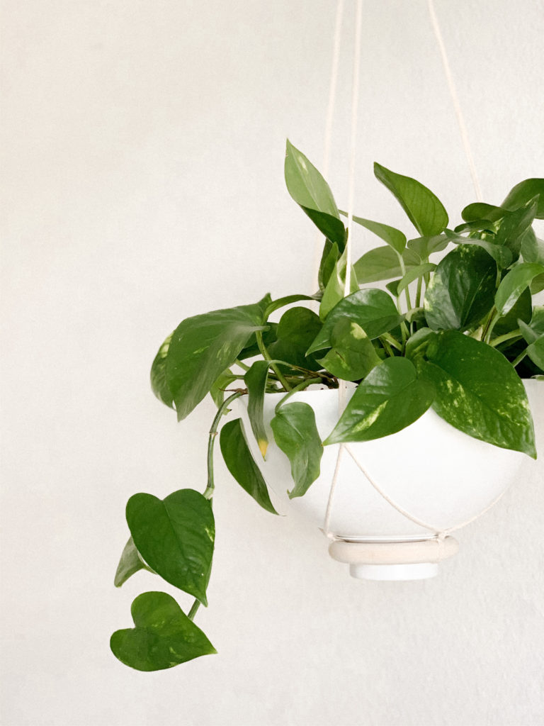 Close up of Loop Living hanging planter.